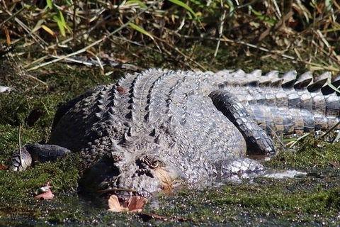 Full Day Tour In The Daintree - Hotel NSW 0