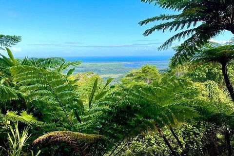 Full Day Tour In The Daintree - Hotel NSW 5