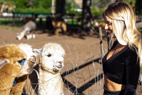 O'Reilly's & Lamington National Park Incl. Alpaca Farm + Vineyard - Hotel NSW 3
