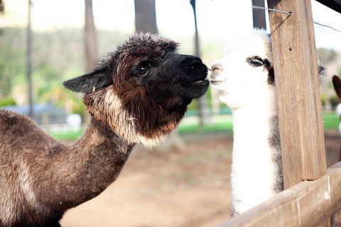 O'Reilly's & Lamington National Park Incl. Alpaca Farm + Vineyard - Hotel NSW 4