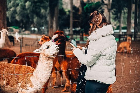 O'Reilly's & Lamington National Park Incl. Alpaca Farm + Vineyard - Hotel NSW 5