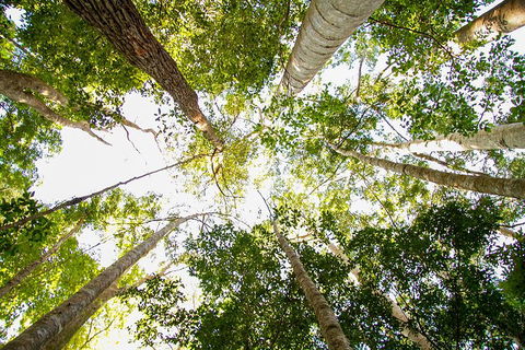 Fraser Island 4WD Tour From Noosa - Hotel NSW 0