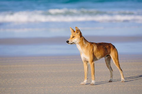 Fraser Island 4WD Tour From Noosa - Hotel NSW 5