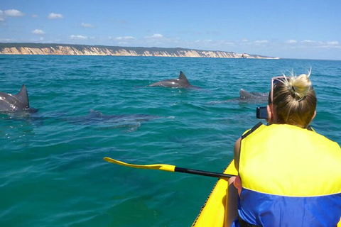 Kayak With Dolphins And 4WD Great Beach Drive Day Trip From Noosa - Hotel NSW 1