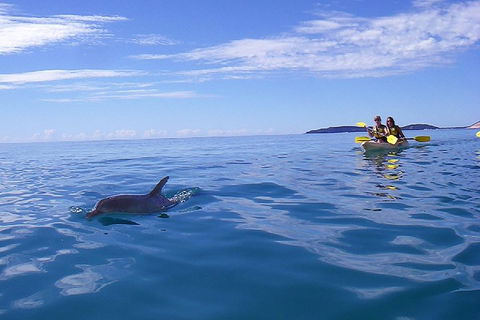 Kayak With Dolphins And 4WD Great Beach Drive Day Trip From Noosa - Hotel NSW 2