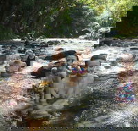 Daintree Rainforest Cape Tribulation Mossman Gorge Small-Group Day Tour - Hotel NSW