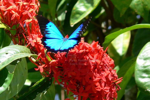 Daintree Rainforest, Cape Tribulation, Mossman Gorge Small-Group Day Tour - Hotel NSW 2