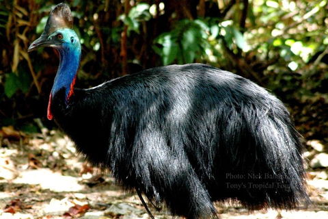 Daintree Rainforest, Cape Tribulation, Mossman Gorge Small-Group Day Tour - Hotel NSW 3