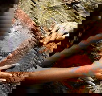 Ngana Julaymba Dungay - Full Day - Hotel NSW