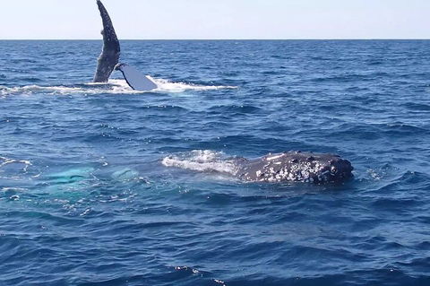 Noosa Whale Watching - Hotel NSW 0