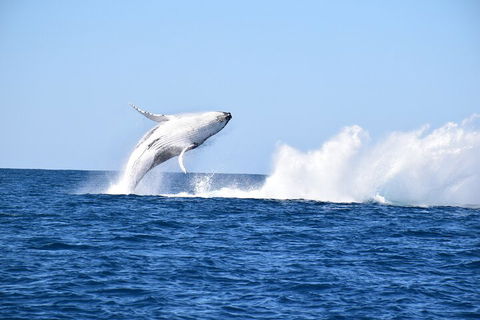 Noosa Whale Watching - Hotel NSW 1