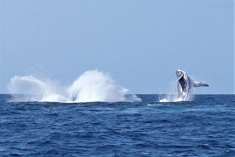 Noosa Whale Watching - Hotel NSW 2