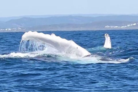 Noosa Whale Watching - Hotel NSW 5