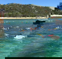 All Inclusive Dolphin and Tangalooma Wrecks Cruise - Hotel NSW
