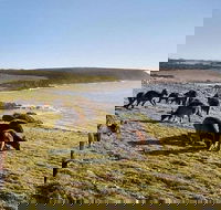 Kangaroo Island Personal Group Tours - Hotel NSW