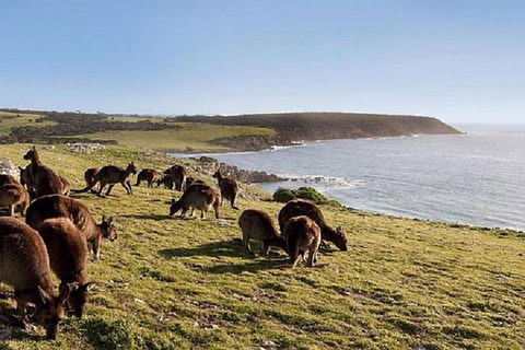 Kangaroo Island Personal Group Tours - Hotel NSW 0
