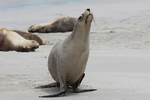 Kangaroo Island Personal Group Tours - Hotel NSW 4