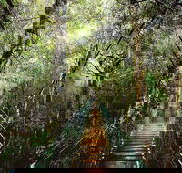 O'Reilly's  Lamington National Park from Gold Coast - Hotel NSW