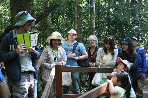 Natural Bridge Glow Worm Night Tour From Gold Coast - Hotel NSW 4