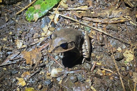 Evening Rainforest & Glow Worm Experience - Hotel NSW 1