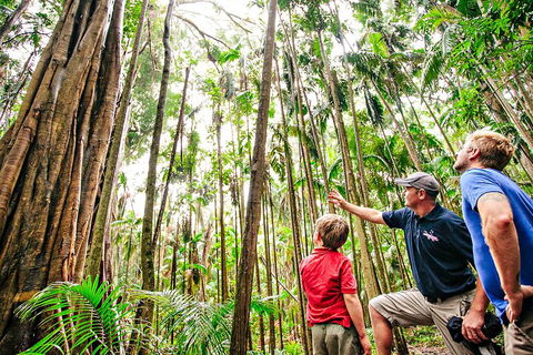 Natural Bridge & Springbrook Waterfalls Tour + Hot Air Balloon With Breakfast - Hotel NSW 5