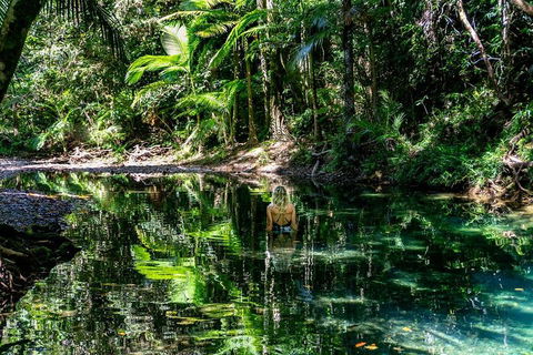 Daintree And Cape Tribulation Full Day Guided Tour - Hotel NSW 1