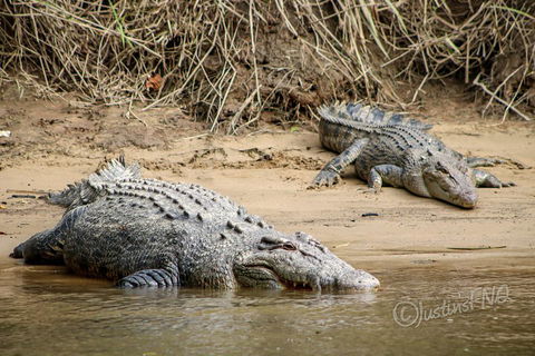 Daintree And Cape Tribulation Full Day Guided Tour - Hotel NSW 3