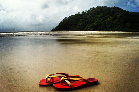 Daintree And Cape Tribulation Full Day Guided Tour - Hotel NSW 4