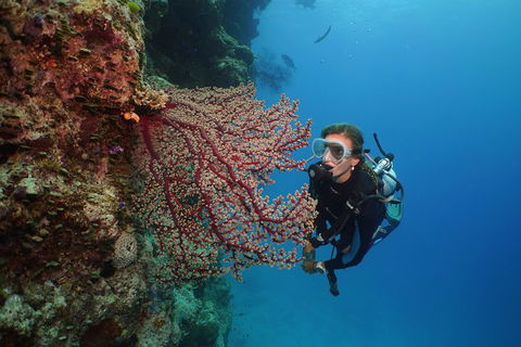 Silversonic Outer Great Barrier Reef Dive And Snorkel Cruise From Port Douglas - Hotel NSW 0