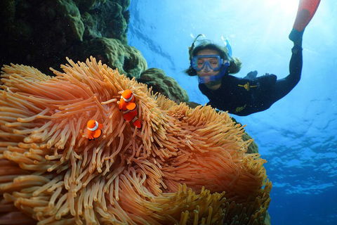 Silversonic Outer Great Barrier Reef Dive And Snorkel Cruise From Port Douglas - Hotel NSW 3