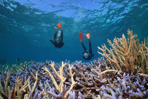 Silversonic Outer Great Barrier Reef Dive And Snorkel Cruise From Port Douglas - Hotel NSW 4
