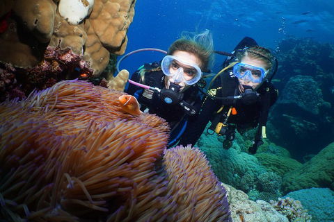 Quicksilver Dive 4 Day PADI Learn To Dive Course - Hotel NSW 4