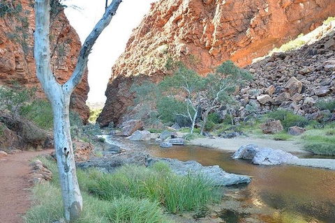 Alice Springs, Uluru Ayers Rock & Kings Canyon 8 Days Touring Package - Hotel NSW 2