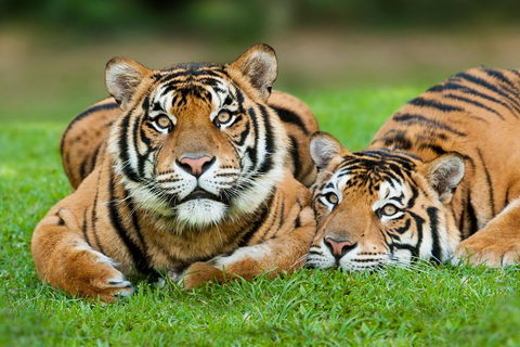 The Ultimate Gold Coast Attractions Pass - Hotel NSW 2