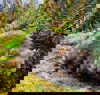 Cradle Mountain National Park Day Tour from Launceston - Hotel NSW