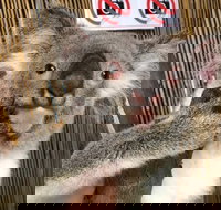 Kuranda Tour Deluxe Course with Kuranda 3 Zoos or Free Course - Hotel NSW