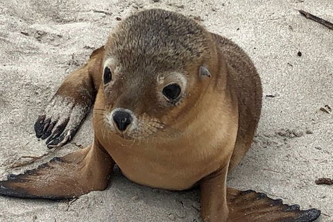 Kangaroo Island Scenic Trail Tour - Hotel NSW 0