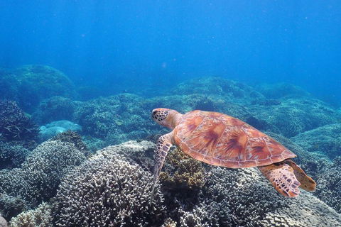 Calypso Outer Great Barrier Reef Cruise From Port Douglas - Hotel NSW 2