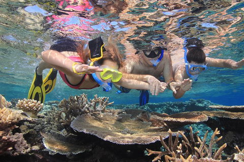 Calypso Outer Great Barrier Reef Cruise From Port Douglas - Hotel NSW 3