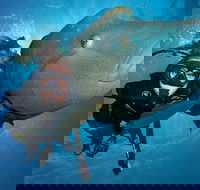 Great Barrier Reef Snorkeling and Diving Cruise from Cairns - Hotel NSW