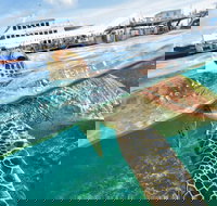 Scenic Helicopter Flight to Moore Reef and Return Snorkeling Cruise from Cairns - Hotel NSW