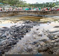 Hartley's Crocodile Adventures Day Trip from Palm Cove - Hotel NSW