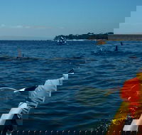 Mornington Peninsula Kayak Coastline Tour of Dolphin Sanctuary - Hotel NSW