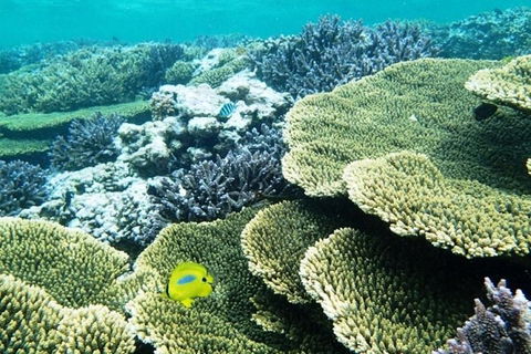 Abrolhos Islands Scenic Flight & Snorkel Adventure From Perth - Hotel NSW 4