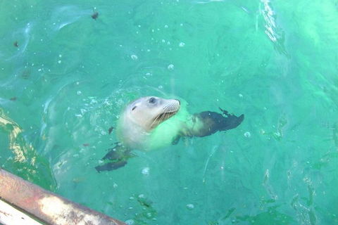 Abrolhos Islands Scenic Flight & Snorkel Adventure From Perth - Hotel NSW 5