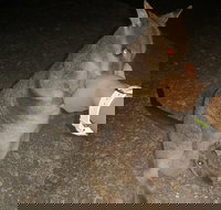 Private Tour to Paronella Park Historic Village Herberton and wild life Wallaby - Hotel NSW