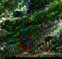 Full Day Daintree Rainforest and Mossman Gorge Tour - Hotel NSW