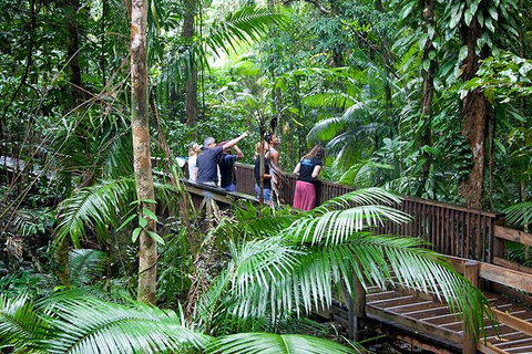 Full Day Daintree Rainforest And Mossman Gorge Tour - Hotel NSW 1