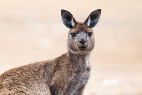 Kangaroo Island Luxury Small Group 'East End Explorer' Full Day Tour - Hotel NSW 1