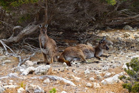 Kangaroo Island Luxury Small Group 'East End Explorer' Full Day Tour - Hotel NSW 4